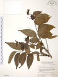 中文名:披針葉饅頭果(S049729)學名:Glochidion zeylanicum (Gaertn.) A. Juss. var. lanceolatum (Hayata) M. J. Deng & J. C. Wang(S049729)英文名:Lanceolate-leaved Glochidion