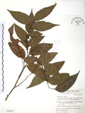 中文名:披針葉饅頭果(S049730)學名:Glochidion zeylanicum (Gaertn.) A. Juss. var. lanceolatum (Hayata) M. J. Deng & J. C. Wang(S049730)英文名:Lanceolate-leaved Glochidion