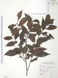 中文名:披針葉饅頭果(S054715)學名:Glochidion zeylanicum (Gaertn.) A. Juss. var. lanceolatum (Hayata) M. J. Deng & J. C. Wang(S054715)英文名:Lanceolate-leaved Glochidion