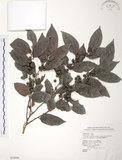 中文名:披針葉饅頭果(S054896)學名:Glochidion zeylanicum (Gaertn.) A. Juss. var. lanceolatum (Hayata) M. J. Deng & J. C. Wang(S054896)英文名:Lanceolate-leaved Glochidion