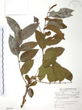 中文名:披針葉饅頭果(S062755)學名:Glochidion zeylanicum (Gaertn.) A. Juss. var. lanceolatum (Hayata) M. J. Deng & J. C. Wang(S062755)英文名:Lanceolate-leaved Glochidion