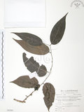 中文名:披針葉饅頭果(S062961)學名:Glochidion zeylanicum (Gaertn.) A. Juss. var. lanceolatum (Hayata) M. J. Deng & J. C. Wang(S062961)英文名:Lanceolate-leaved Glochidion