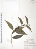 中文名:披針葉饅頭果(S063052)學名:Glochidion zeylanicum (Gaertn.) A. Juss. var. lanceolatum (Hayata) M. J. Deng & J. C. Wang(S063052)英文名:Lanceolate-leaved Glochidion