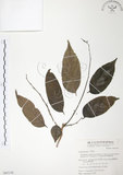 中文名:披針葉饅頭果(S065130)學名:Glochidion zeylanicum (Gaertn.) A. Juss. var. lanceolatum (Hayata) M. J. Deng & J. C. Wang(S065130)英文名:Lanceolate-leaved Glochidion