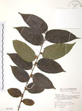 中文名:披針葉饅頭果(S067650)學名:Glochidion zeylanicum (Gaertn.) A. Juss. var. lanceolatum (Hayata) M. J. Deng & J. C. Wang(S067650)英文名:Lanceolate-leaved Glochidion