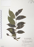 中文名:披針葉饅頭果(S067651)學名:Glochidion zeylanicum (Gaertn.) A. Juss. var. lanceolatum (Hayata) M. J. Deng & J. C. Wang(S067651)英文名:Lanceolate-leaved Glochidion