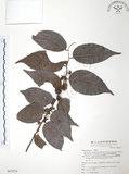 中文名:披針葉饅頭果(S067974)學名:Glochidion zeylanicum (Gaertn.) A. Juss. var. lanceolatum (Hayata) M. J. Deng & J. C. Wang(S067974)英文名:Lanceolate-leaved Glochidion