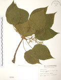 中文名:血桐(S002100)學名:Macaranga tanarius (L.) Muell.-Arg.(S002100)英文名:Macaranga