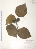 中文名:血桐(S004646)學名:Macaranga tanarius (L.) Muell.-Arg.(S004646)英文名:Macaranga