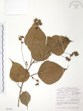 中文名:血桐(S047081)學名:Macaranga tanarius (L.) Muell.-Arg.(S047081)英文名:Macaranga
