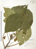 中文名:血桐(S048308)學名:Macaranga tanarius (L.) Muell.-Arg.(S048308)英文名:Macaranga