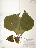 中文名:血桐(S072567)學名:Macaranga tanarius (L.) Muell.-Arg.(S072567)英文名:Macaranga