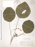中文名:血桐(S075361)學名:Macaranga tanarius (L.) Muell.-Arg.(S075361)英文名:Macaranga