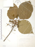 中文名:血桐(S075362)學名:Macaranga tanarius (L.) Muell.-Arg.(S075362)英文名:Macaranga