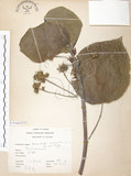 中文名:血桐(S075368)學名:Macaranga tanarius (L.) Muell.-Arg.(S075368)英文名:Macaranga
