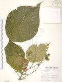 中文名:血桐(S088150)學名:Macaranga tanarius (L.) Muell.-Arg.(S088150)英文名:Macaranga