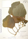 中文名:蟲屎(S010553)學名:Melanolepis multiglandulosa (Reinw.) Reich. form. & Zoll. (S010553)英文名:Molucca Mallotus
