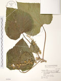 中文名:蟲屎(S042890)學名:Melanolepis multiglandulosa (Reinw.) Reich. form. & Zoll. (S042890)英文名:Molucca Mallotus