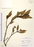 中文名:毽子櫟(S050447)學名:Cyclobalanopsis sessilifolia (Blume) Schottky(S050447)英文名:Shuttle-cock Oak