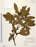 中文名:毽子櫟(S050788)學名:Cyclobalanopsis sessilifolia (Blume) Schottky(S050788)英文名:Shuttle-cock Oak