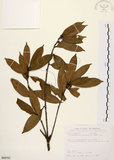 中文名:毽子櫟(S089797)學名:Cyclobalanopsis sessilifolia (Blume) Schottky(S089797)英文名:Shuttle-cock Oak
