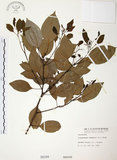 中文名:樟樹(S000194)學名:Cinnamomum camphora (L.) Presl(S000194)英文名:Camphor Tree