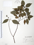 中文名:樟樹(S003493)學名:Cinnamomum camphora (L.) Presl(S003493)英文名:Camphor Tree