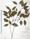 中文名:樟樹(S003494)學名:Cinnamomum camphora (L.) Presl(S003494)英文名:Camphor Tree