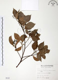 中文名:樟樹(S005187)學名:Cinnamomum camphora (L.) Presl(S005187)英文名:Camphor Tree
