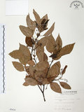 中文名:樟樹(S005414)學名:Cinnamomum camphora (L.) Presl(S005414)英文名:Camphor Tree