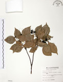 中文名:樟樹(S005654)學名:Cinnamomum camphora (L.) Presl(S005654)英文名:Camphor Tree