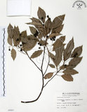 中文名:樟樹(S006887)學名:Cinnamomum camphora (L.) Presl(S006887)英文名:Camphor Tree
