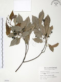 中文名:樟樹(S006888)學名:Cinnamomum camphora (L.) Presl(S006888)英文名:Camphor Tree