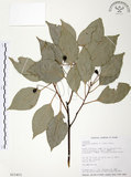 中文名:樟樹(S015453)學名:Cinnamomum camphora (L.) Presl(S015453)英文名:Camphor Tree