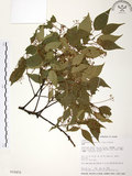 中文名:樟樹(S015470)學名:Cinnamomum camphora (L.) Presl(S015470)英文名:Camphor Tree
