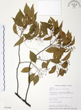 中文名:樟樹(S015486)學名:Cinnamomum camphora (L.) Presl(S015486)英文名:Camphor Tree
