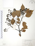 中文名:樟樹(S020577)學名:Cinnamomum camphora (L.) Presl(S020577)英文名:Camphor Tree
