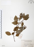 中文名:樟樹(S021193)學名:Cinnamomum camphora (L.) Presl(S021193)英文名:Camphor Tree