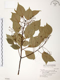 中文名:樟樹(S021692)學名:Cinnamomum camphora (L.) Presl(S021692)英文名:Camphor Tree