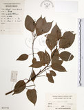中文名:樟樹(S023770)學名:Cinnamomum camphora (L.) Presl(S023770)英文名:Camphor Tree