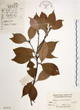 中文名:樟樹(S023870)學名:Cinnamomum camphora (L.) Presl(S023870)英文名:Camphor Tree