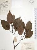 中文名:樟樹(S023898)學名:Cinnamomum camphora (L.) Presl(S023898)英文名:Camphor Tree