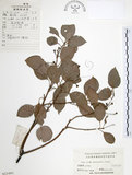 中文名:樟樹(S025491)學名:Cinnamomum camphora (L.) Presl(S025491)英文名:Camphor Tree