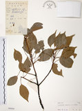 中文名:樟樹(S030101)學名:Cinnamomum camphora (L.) Presl(S030101)英文名:Camphor Tree