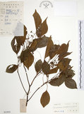 中文名:樟樹(S033954)學名:Cinnamomum camphora (L.) Presl(S033954)英文名:Camphor Tree