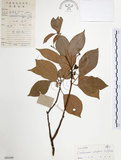 中文名:樟樹(S041049)學名:Cinnamomum camphora (L.) Presl(S041049)英文名:Camphor Tree