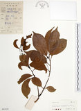 中文名:樟樹(S041410)學名:Cinnamomum camphora (L.) Presl(S041410)英文名:Camphor Tree