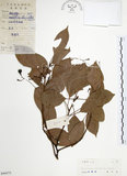 中文名:樟樹(S044373)學名:Cinnamomum camphora (L.) Presl(S044373)英文名:Camphor Tree