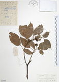 中文名:樟樹(S045805)學名:Cinnamomum camphora (L.) Presl(S045805)英文名:Camphor Tree