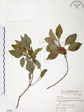 中文名:樟樹(S050085)學名:Cinnamomum camphora (L.) Presl(S050085)英文名:Camphor Tree